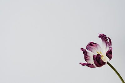 Close-up of flower against white background