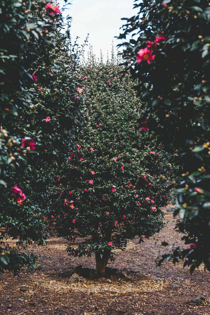 CLOSE-UP OF PLANTS AGAINST BLURRED BACKGROUND