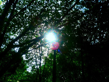 Low angle view of trees