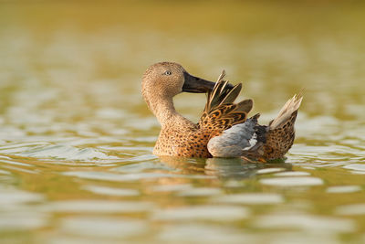 Female mallard duck swimming in lake