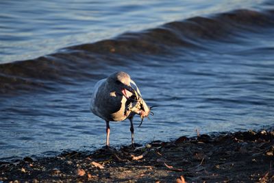 Bird perching on a lake