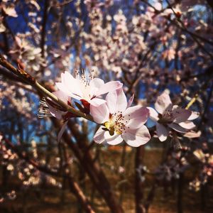 Close-up of cherry blossom