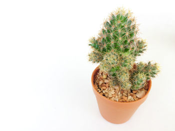 Close-up of cactus plant