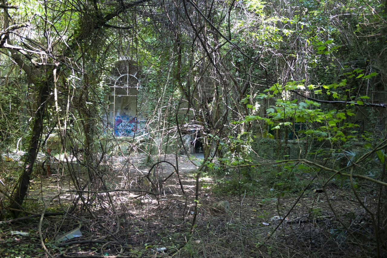 TREES AND PLANTS GROWING IN FOREST