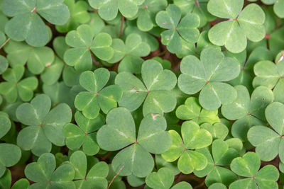 Full frame shot of green leaves