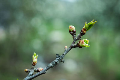 Close-up of buds on cherry tree