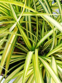 Full frame shot of plants