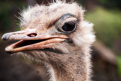 Close-up portrait of ostrich