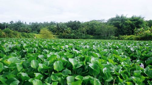 Plants growing on field against sky