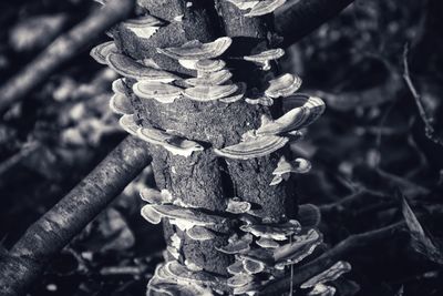 Close-up of rusty metal