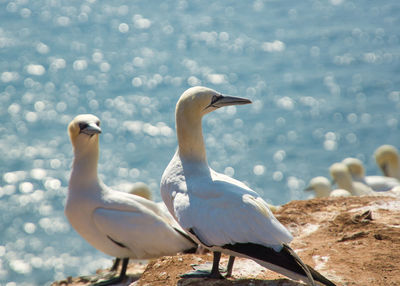 Seagulls perching on a beach