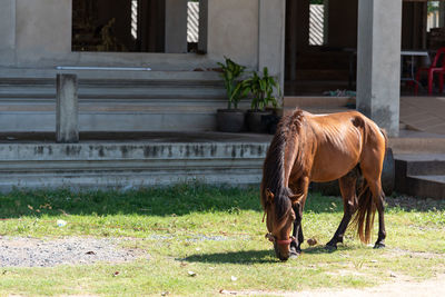 Horse in a field