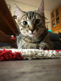 Close-up portrait of cat relaxing at home