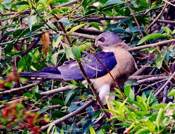 Close-up of bird perching on a tree