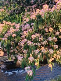 High angle view of flowering plants by trees