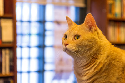 Close-up of a cat looking away in a bookstore 