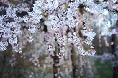 Close-up of flowers growing on tree