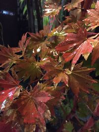 Close-up of leaves on twig