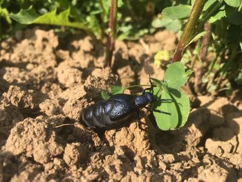 High angle view of insect on land