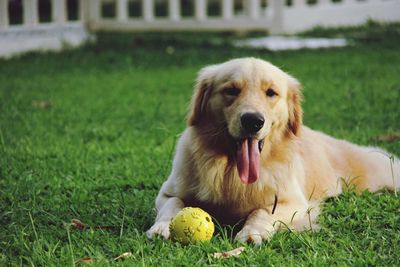 Dog with ball relaxing on lawn