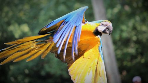 Close-up of blue parrot perching on yellow flower