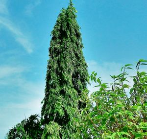 Low angle view of tree against sky