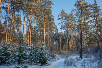 Trees in forest during winter