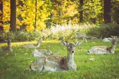 Sheep on field in forest