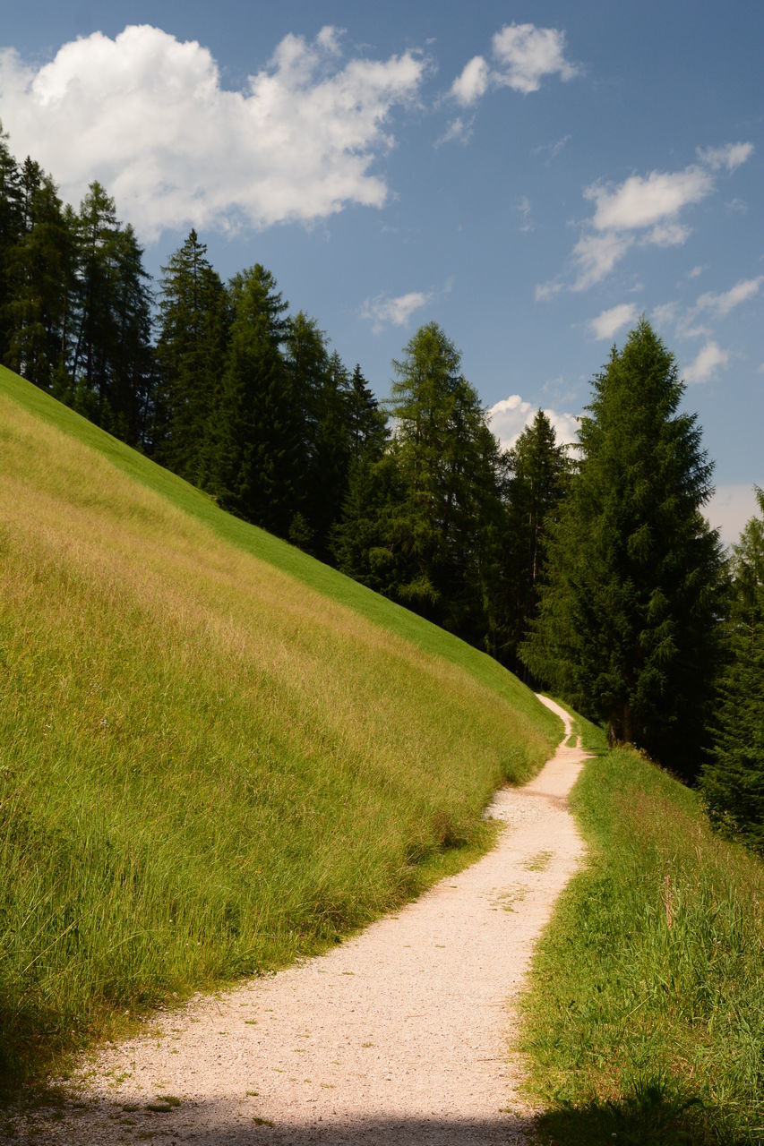 plant, tree, grass, sky, nature, hill, cloud, green, landscape, meadow, land, road, environment, beauty in nature, rural area, scenics - nature, no people, footpath, grassland, pine tree, tranquility, forest, coniferous tree, tranquil scene, non-urban scene, field, pinaceae, pine woodland, the way forward, dirt, dirt road, transportation, day, sunlight, summer, outdoors, natural environment, growth, travel, leaf, rural scene, activity, pasture