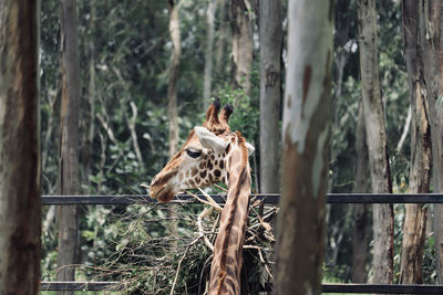 Horse standing by fence