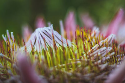 Close-up of yellow flowering plant on field
