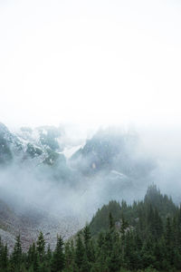 Scenic view of pine trees against sky during foggy weather