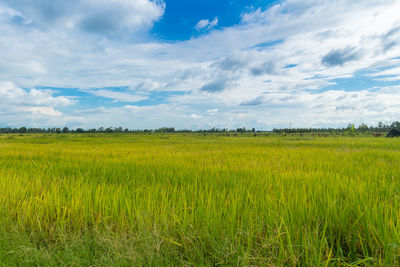 Scenic view of agricultural field against sky