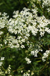 Close-up of white flowering plant