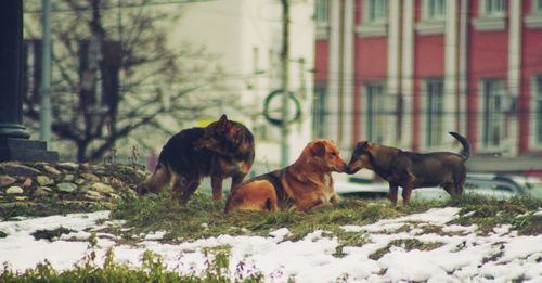 Dogs on snow covered landscape