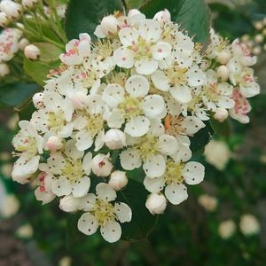 Close-up of white flowers