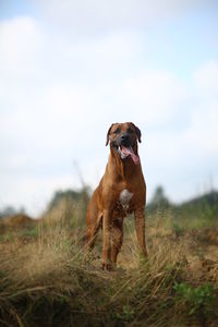 Dog running on field