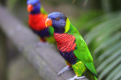 Close-up of parrot perching on wood