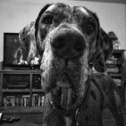 Close-up portrait of dog at home