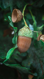 Close-up of acorn  on plant
