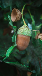 Close-up of pumpkin on plant