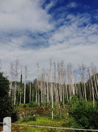 Scenic view of field against cloudy sky