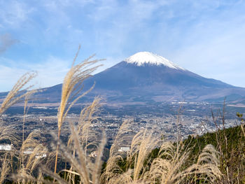 Mt. fuji and japanese pampas grass