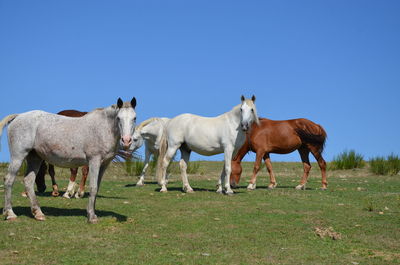 Horses in a field