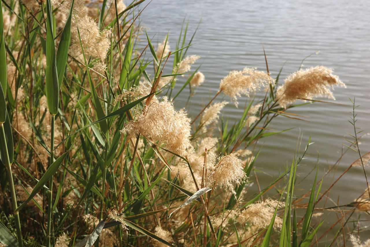 grass, plant, water, nature, growth, no people, wildlife, lake, day, beauty in nature, tranquility, flower, reed, outdoors, land, beach, natural environment, wetland, sunlight, prairie, tranquil scene, animal