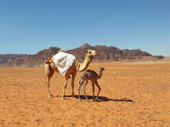 Camels on the desert wadi rum