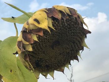 Close-up of crab on yellow leaf against sky