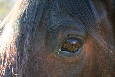 Close-up portrait of horse