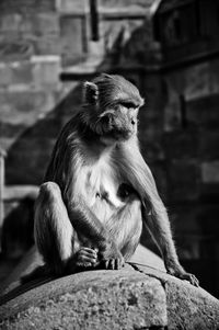 Monkey sitting on rock against wall