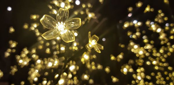 Close-up of illuminated christmas tree at night